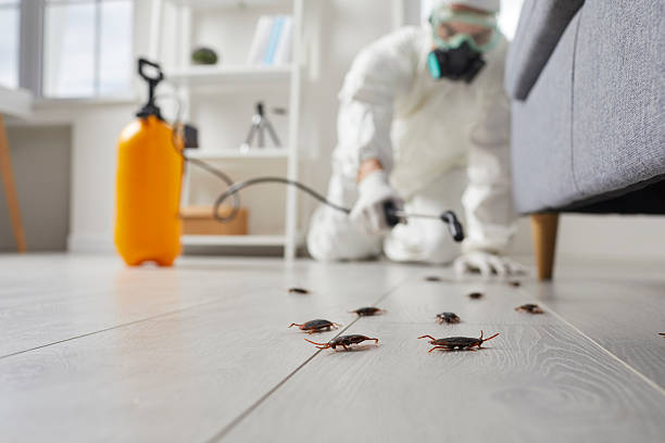 Post-Treatment Bed Bug Interceptor Monitoring in Grayslake